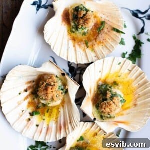 A close up cropped image of scallops in their shells with parsley butter.