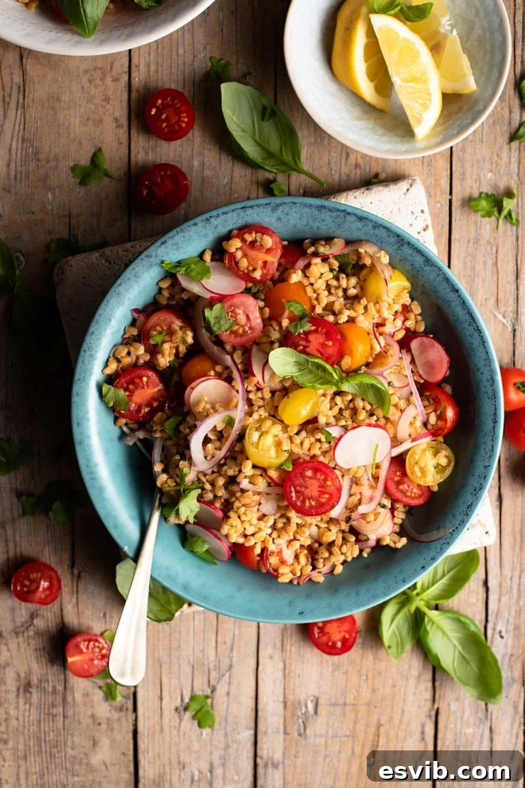An overhead shot of an Italian farro salad in a bowl with cherry tomatoes and fresh basil