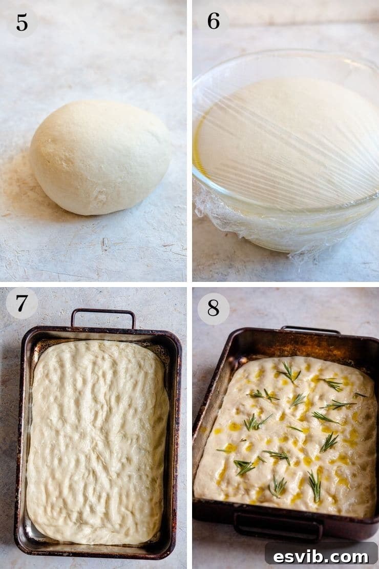 Focaccia dough after rising and preparing for trays. Step-by-step photos showing the focaccia dough after its first rise, perfectly doubled in size, and being divided into two portions.