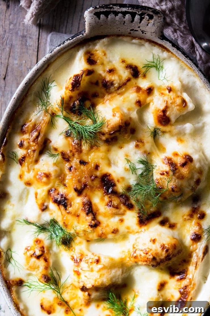 The perfect golden crust of baked cheese, highlighting the deliciousness of this cauliflower and fennel gratin. A close-up shot of golden, melted cheese on top of a baked cauliflower cheese gratin, showing its bubbling, crispy texture and enticing color.
